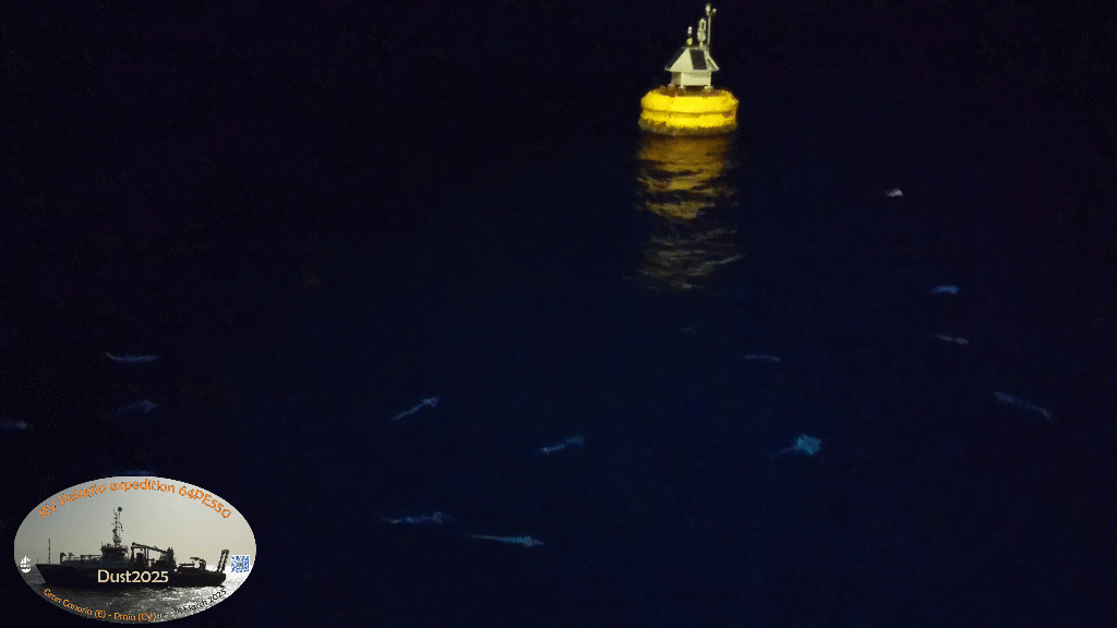 The buoys create their own mini-ecosystem all the way from algae to big fish