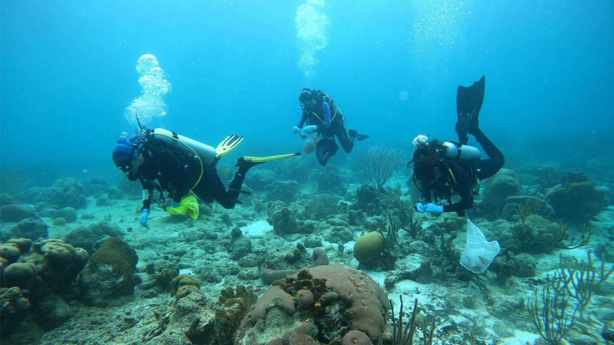 Divers studying the coral reefs