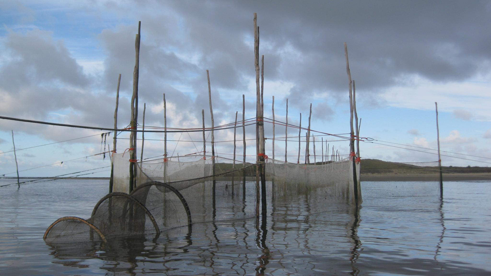 The fyke in the NIOZ harbour. A net installation that catches fish for later examination.