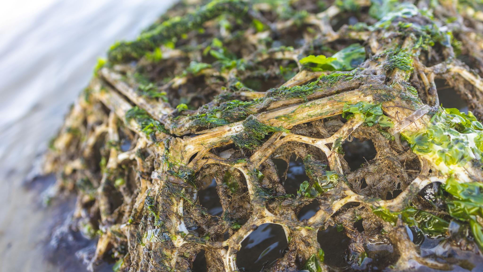 A basket-like structure, placed upside down on the mud of the Wadden Sea. The structure is overgrown with seaweeds, thus functioning as an artifical reef. (photo: Erik Hoekendijk)