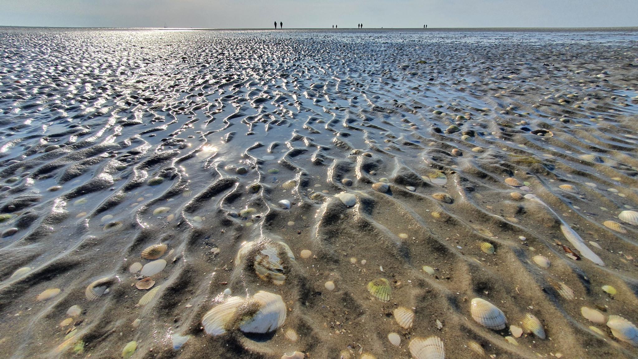 A macro shot of shells and sand ripples on a mudflat of the Wadden Sea. In the background, at the horizon, some people are walking