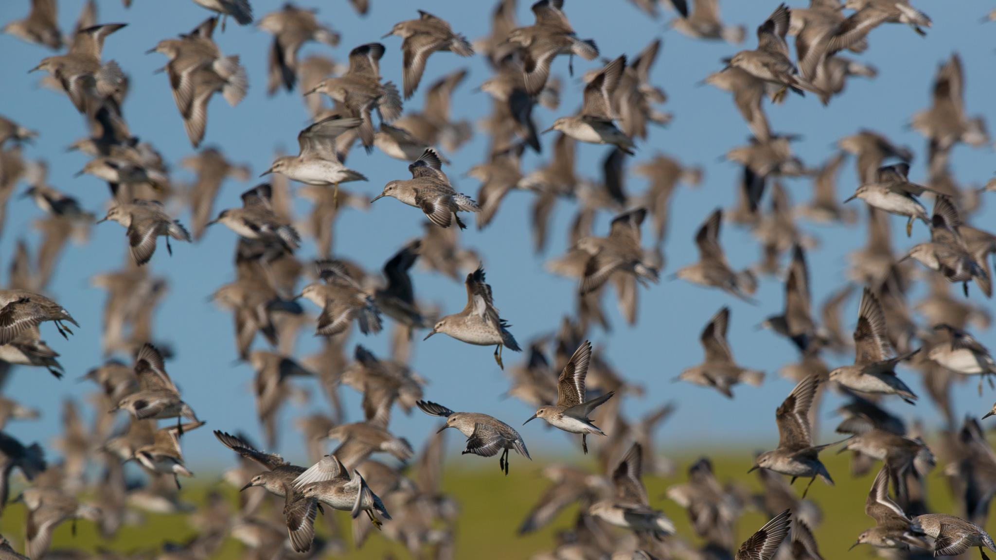 Een enorme groep vogels, kanoeten, in vlucht.