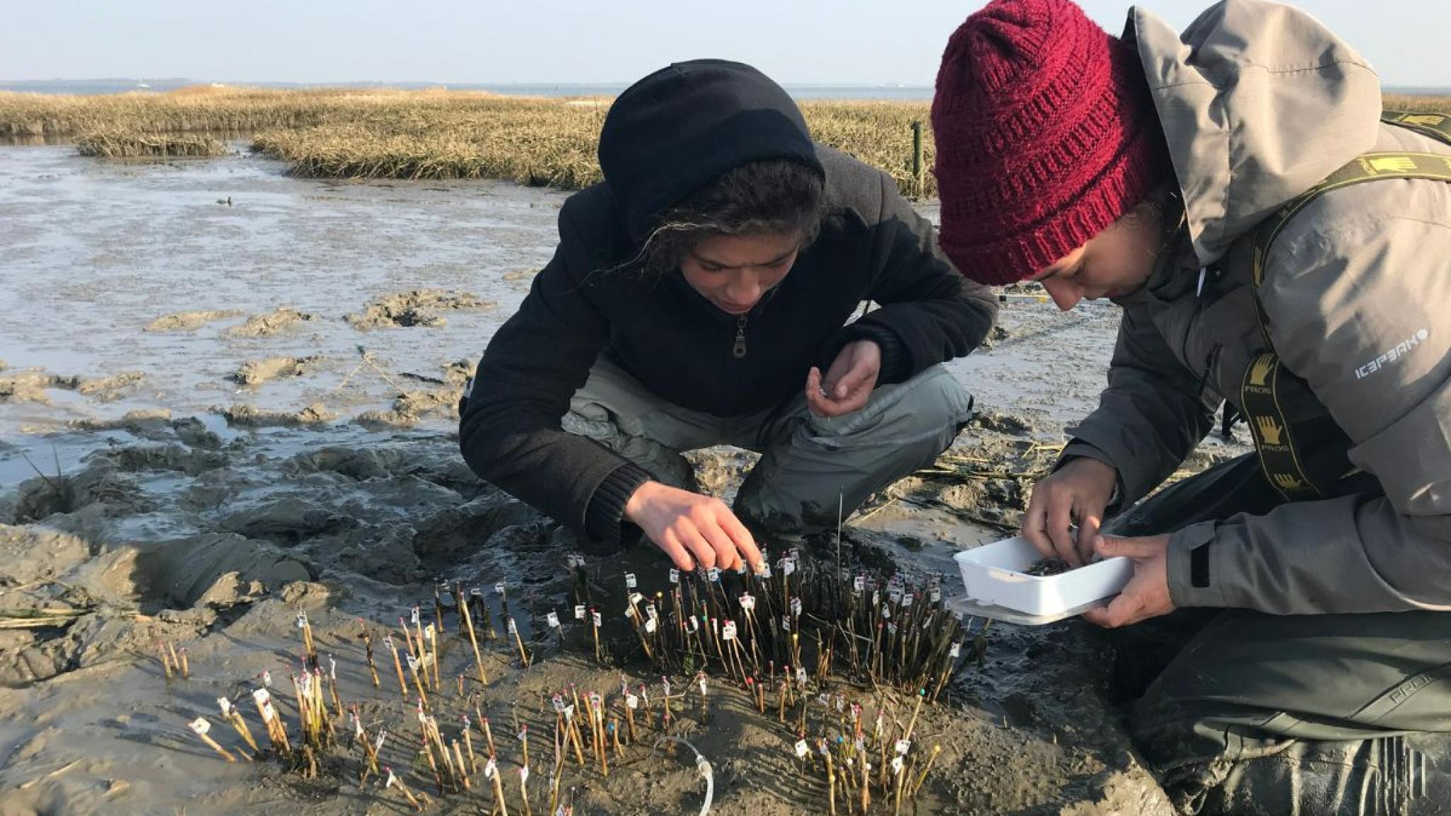 Twee mensen markeren de posities van een cordgrassplant om hun coördinaten in kaart te brengen (foto: Valérie Reijers)