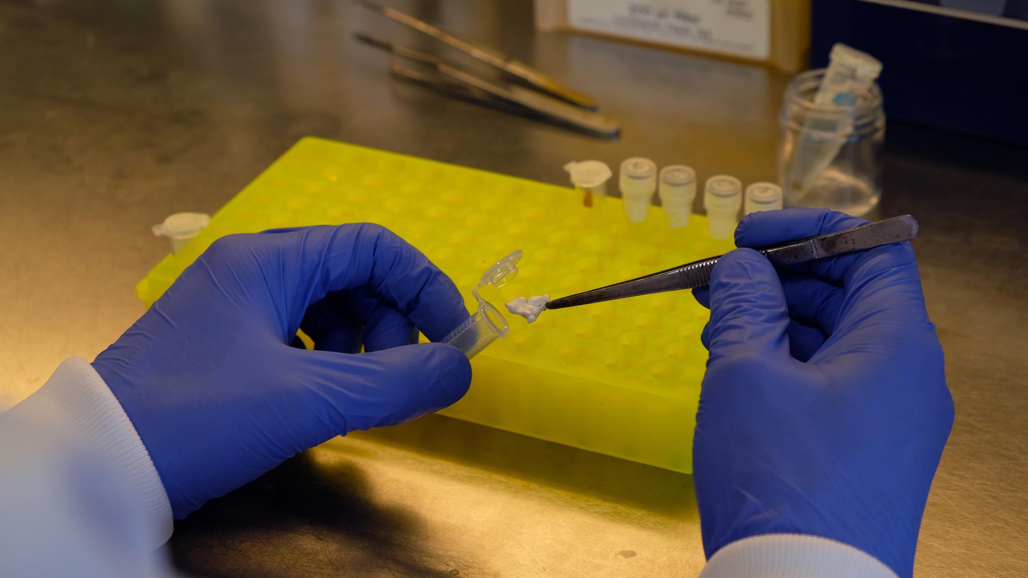 Two hands using tweezers to remove a piece of microplastic from a tube for examination. In the background, you can see a research table with several tubes.