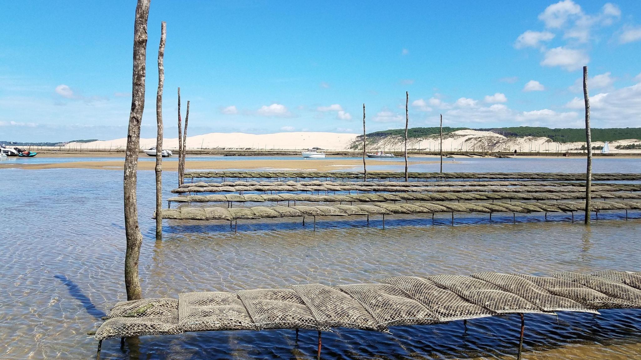 Oyster farming in shallow water