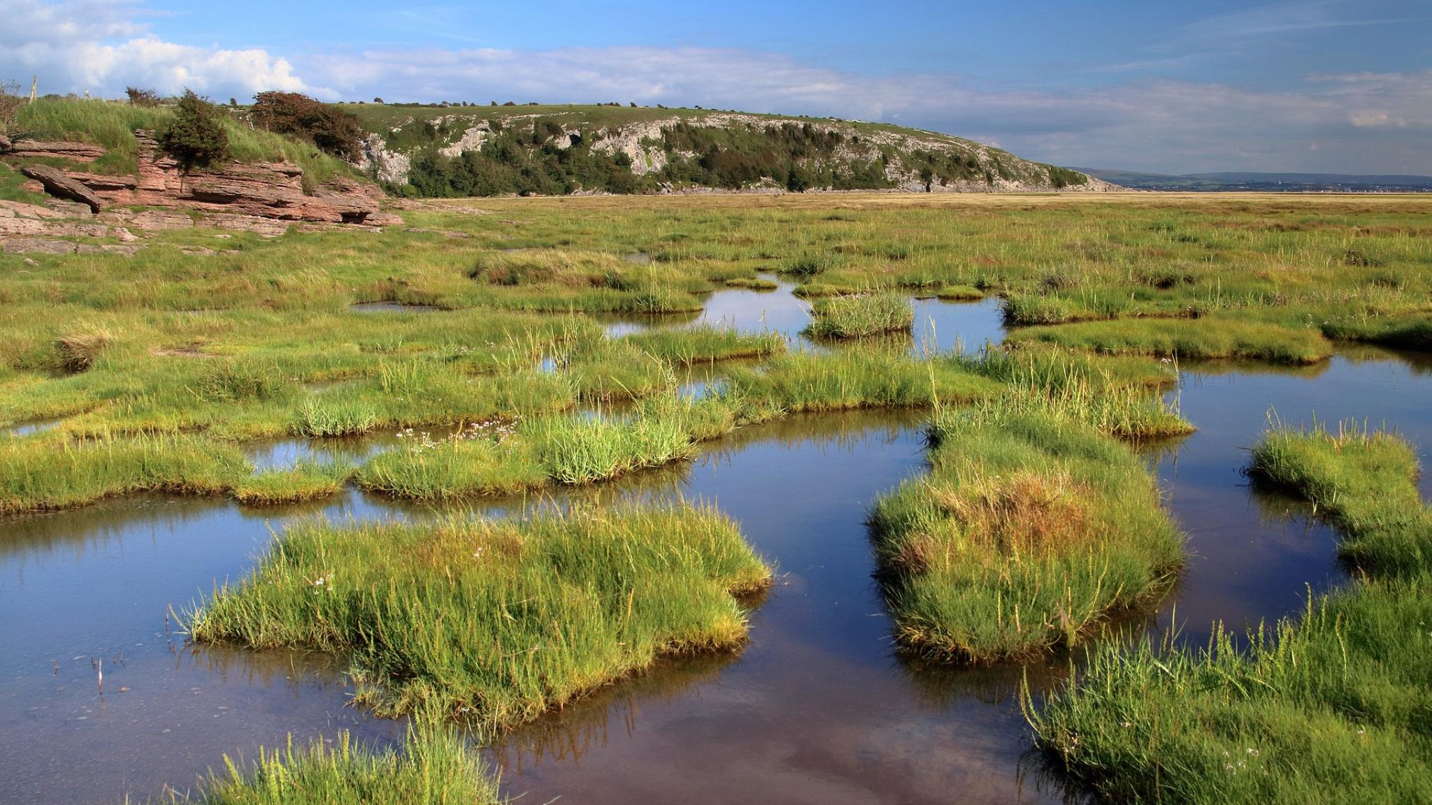 Salt tidal marsh with grass