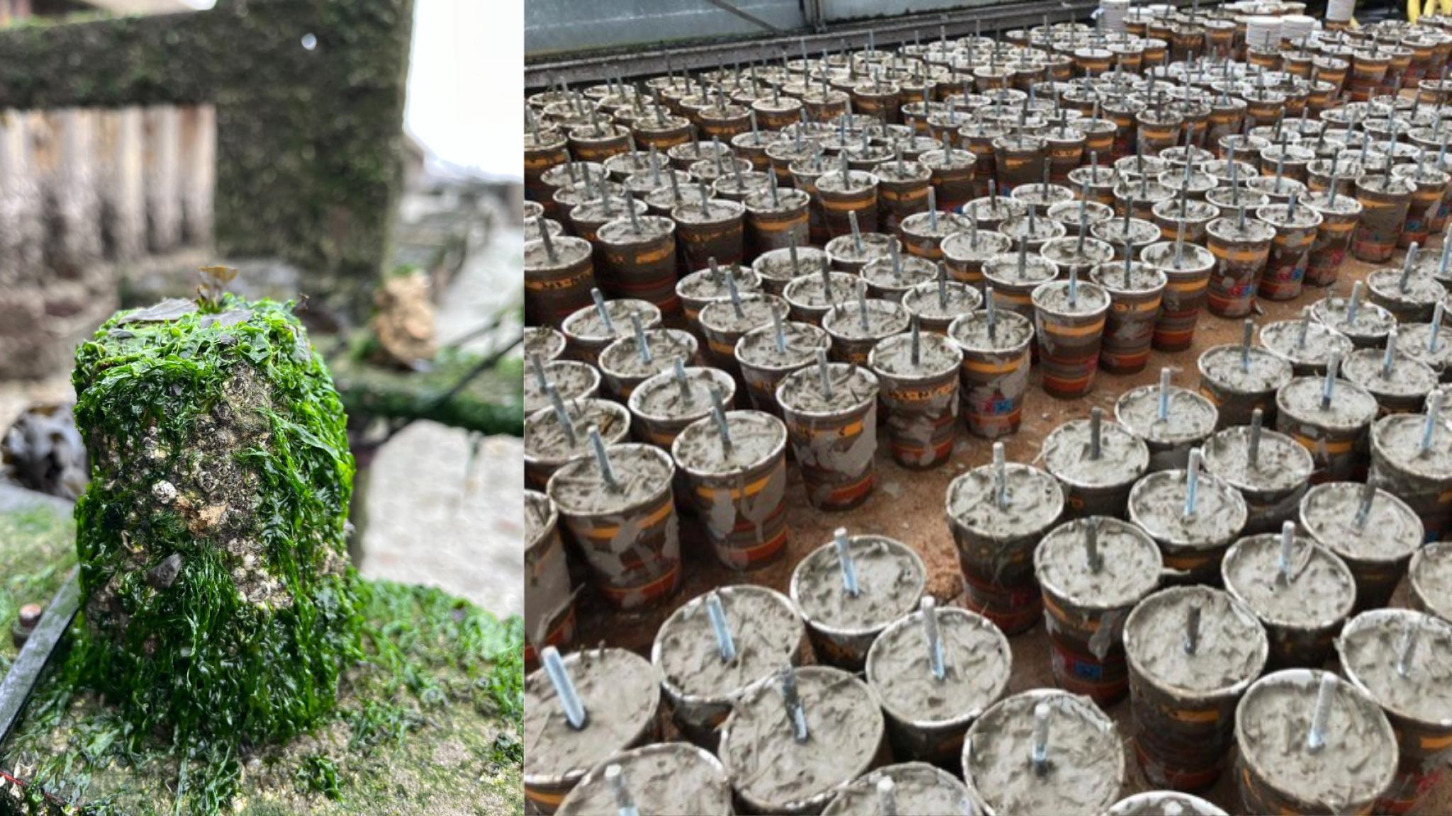 A cube of Xiriton filled with life and coffee cups in which the cubes are made