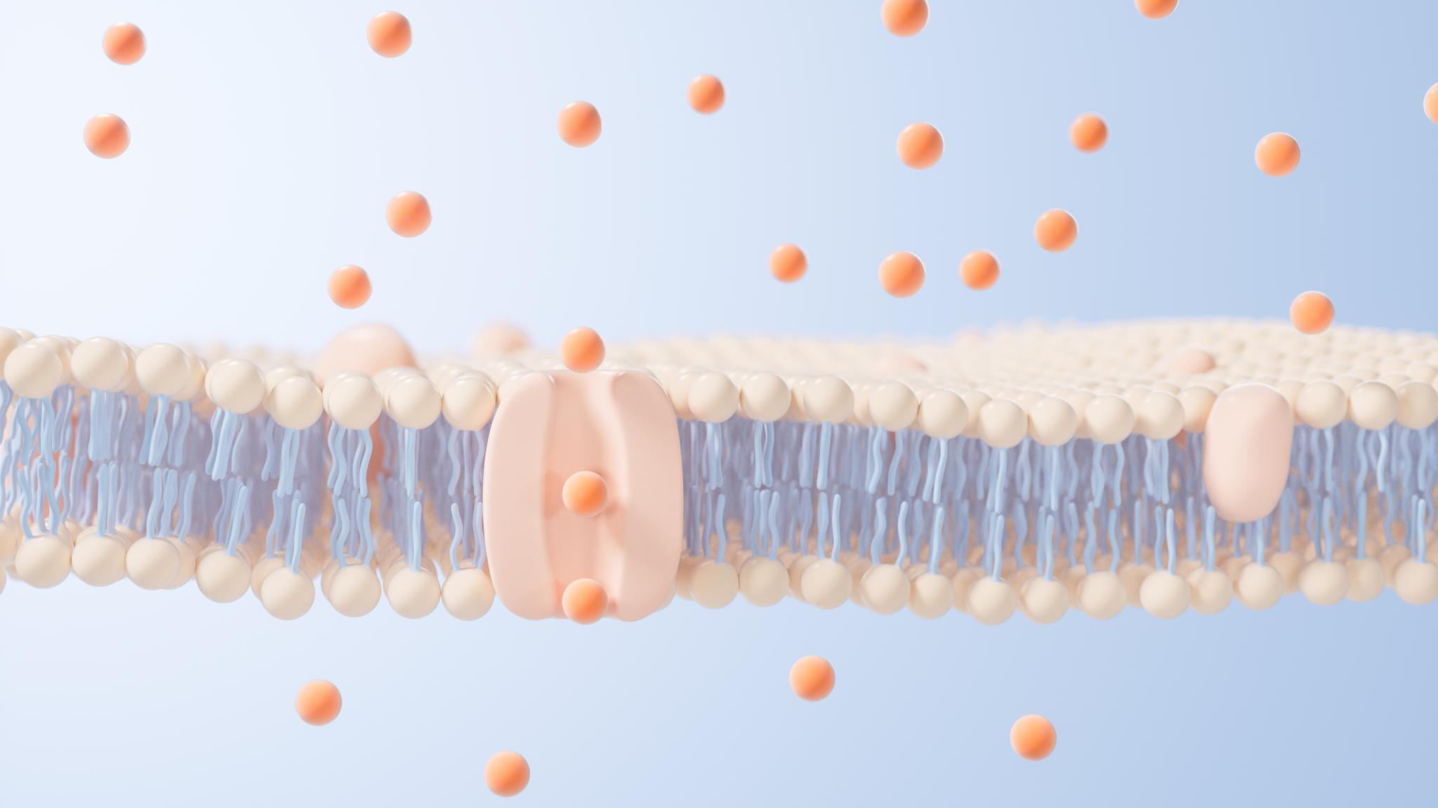 Lipid membrane. (photo shutterstock)