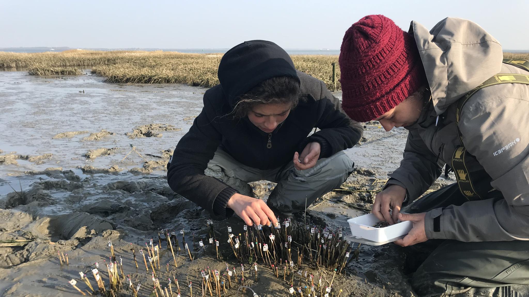 Two young women kneeling in the mudflats, while planting cordgrass in a small frame