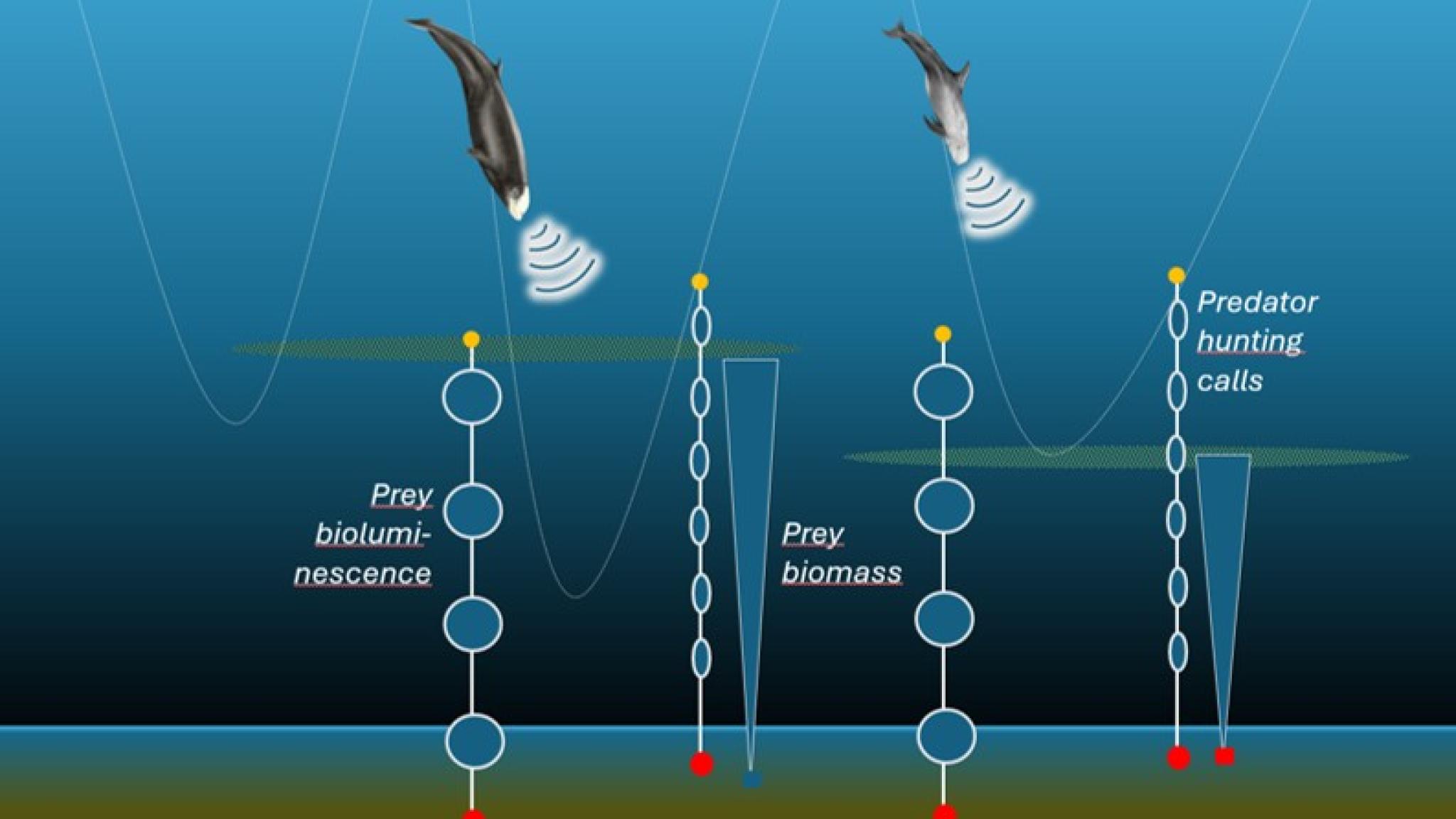 Schematisch beeld van walvis-kliks
