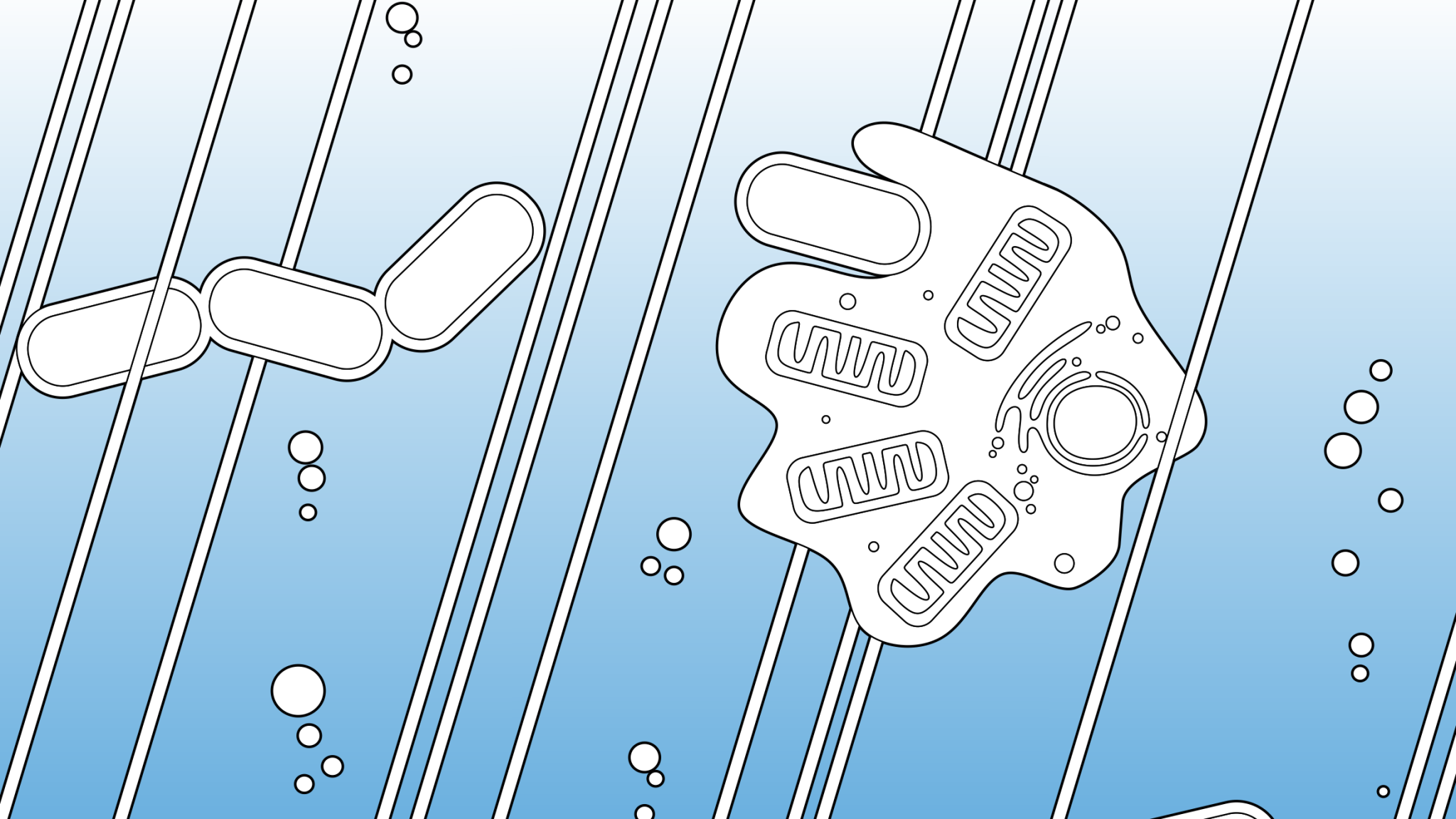 Drawing of simple and complex cells