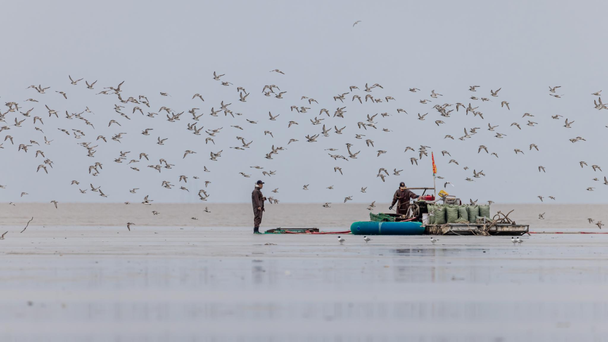 Flying birds and shellfish farmers on a mudflat