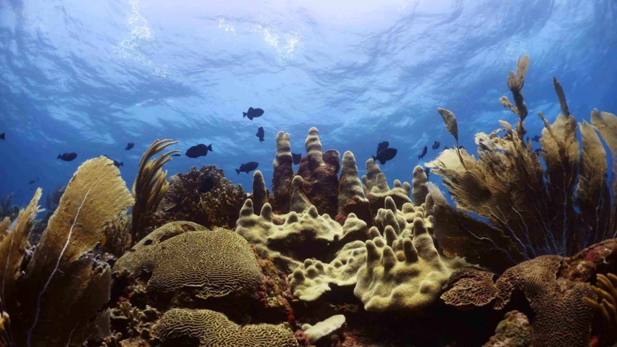 Underwater view of a vibrant coral reef with large brain corals, branching soft corals, and pale, tower-shaped hard corals in the foreground. Several small dark fish swim above the reef, silhouetted against the bright blue water and sunlit surface.