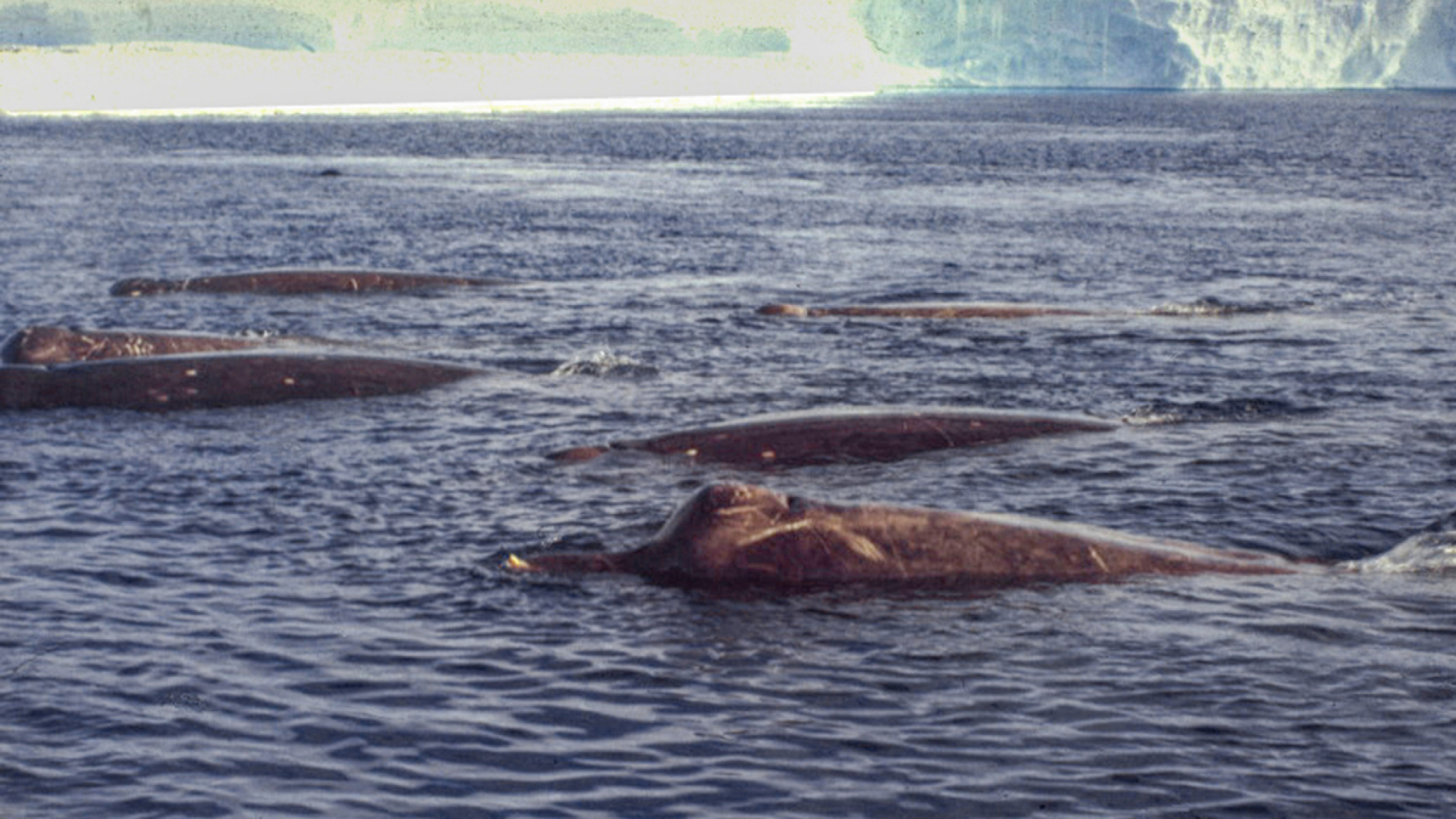 A beautiful photo of Arnoux's beaked whales near the fast ice at Drescher Inlet, Antarctica, taken in 1990 © Joachim Plötz