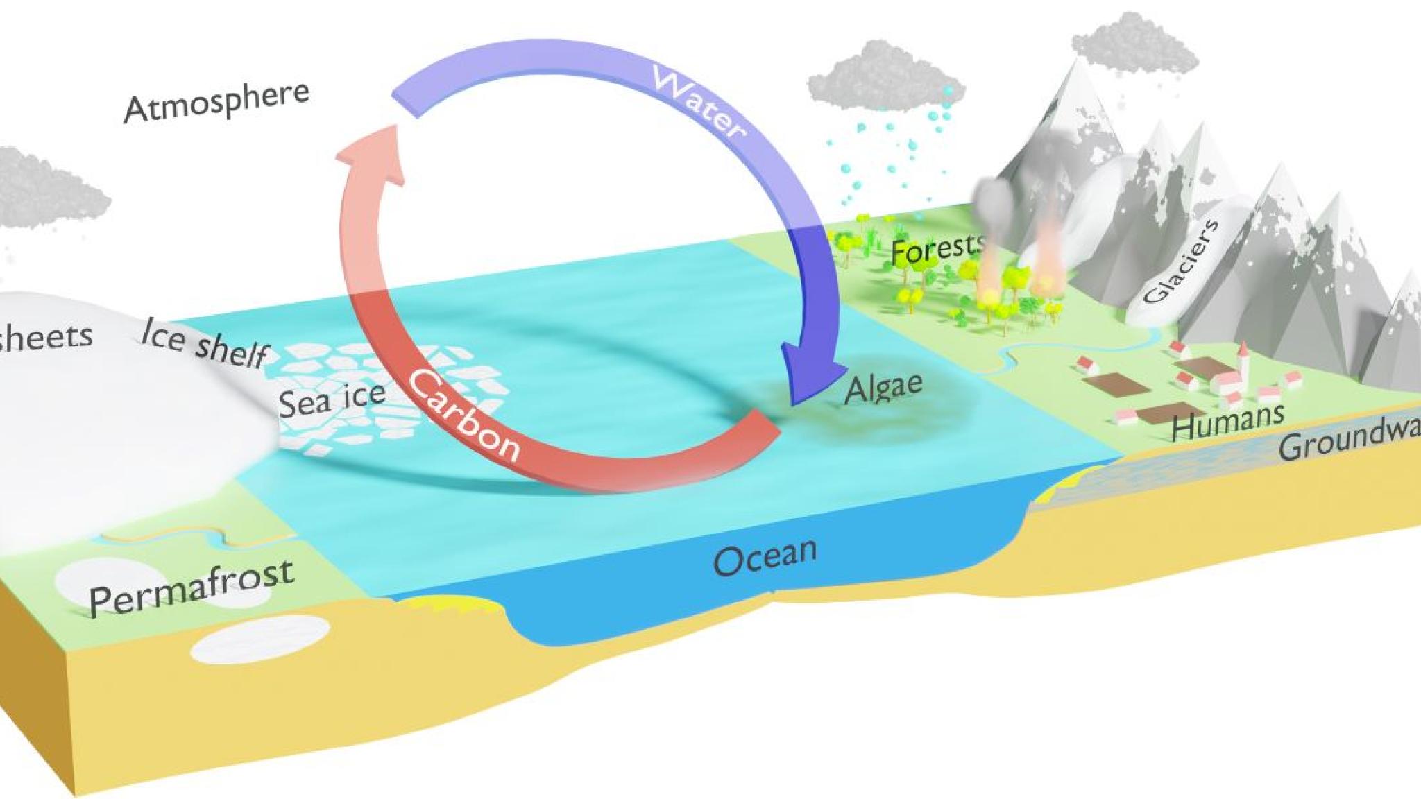 Illustrated cross-section of an Earth system showing ice sheets, sea ice, permafrost, ocean, forests, glaciers, humans, and groundwater. A large circular arrow represents the cycling of water (blue arrow) and carbon (red arrow) between the atmosphere, ocean, and land, with algae indicated as a key component in the exchange.