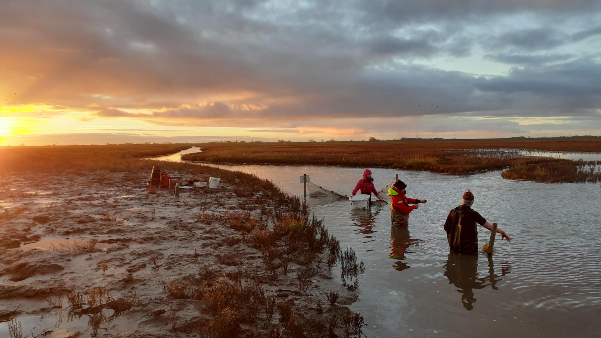 Researcher Hannah Charan-Dixon with her team at work in the salt marshes.
