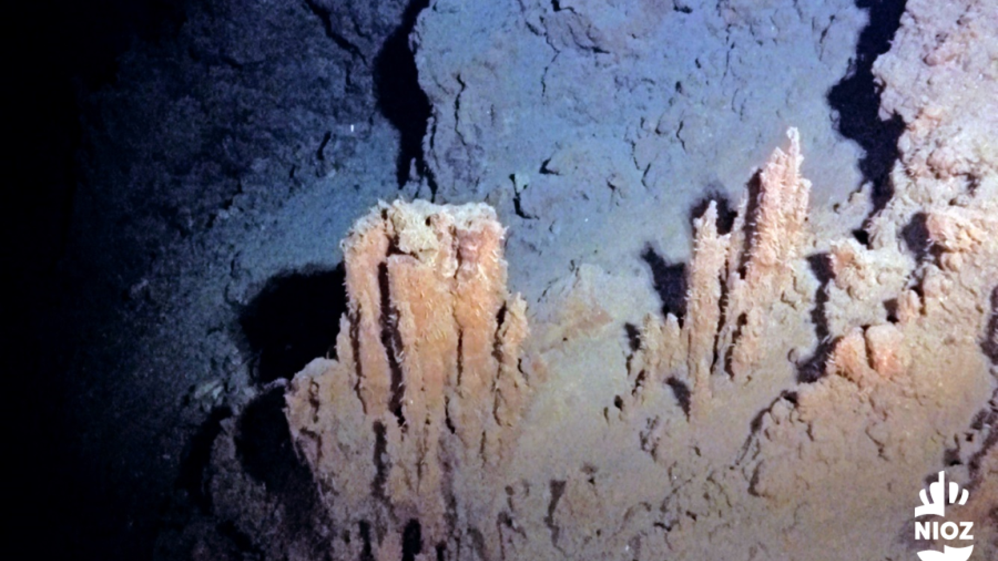 A deep sea ecosystem, around an inactive hydrothermal vent. There is still a lot unkown about the impact of deep sea mining on these types of ecosystems
