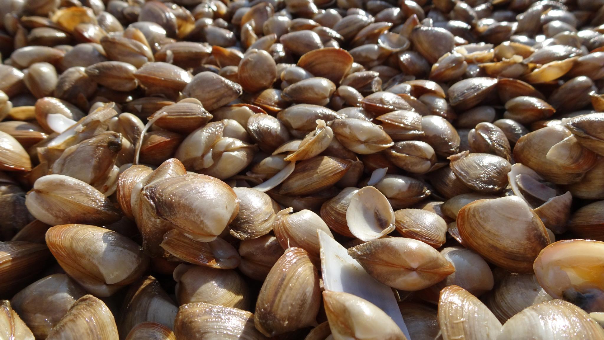 Cut through shell (Spisula subtruncata). (photo: Jetze van Zwol)