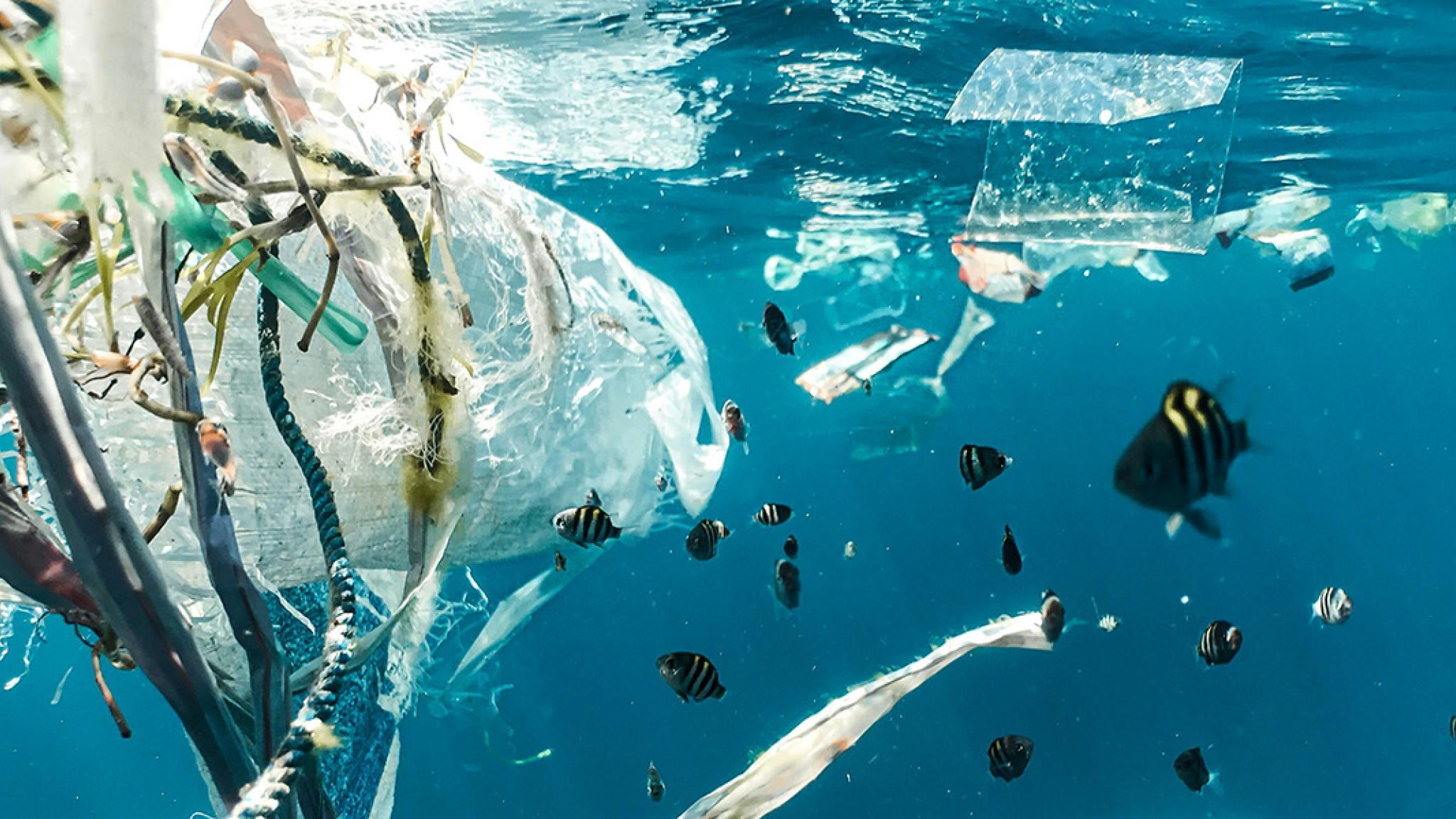 Underwater view of floating plastic, including bags, ropes, and fragments, tangled among small reef fish swimming in clear blue water.