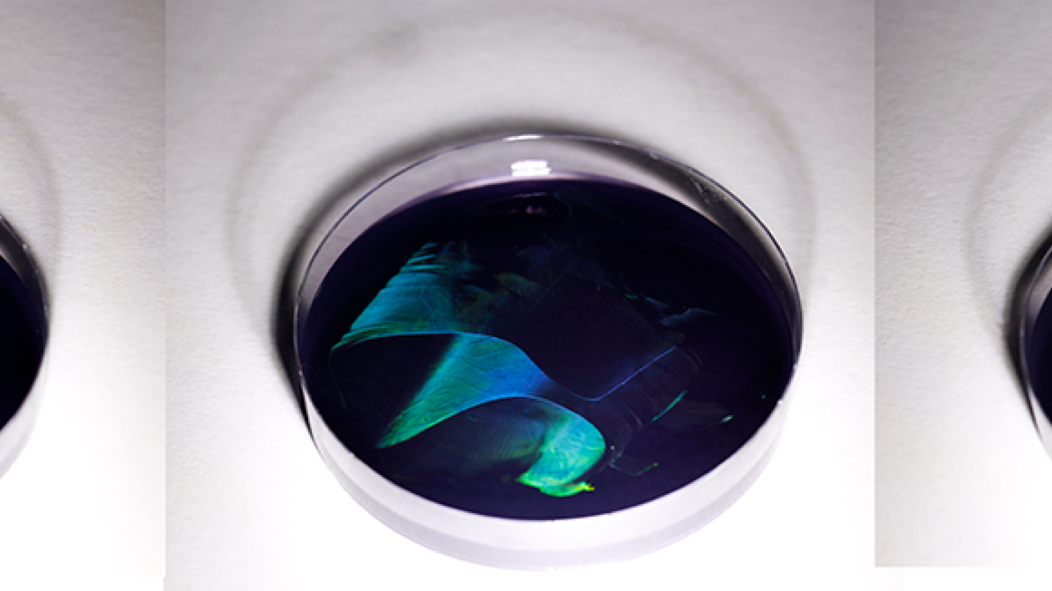 Iridescence in colonies of the marine bacterium Muricauda ruestringensis growing on agar, viewed from three different angles. This works in a very similar way to the optics of the feathers of a peacock. Photo: Colin Ingham, Hoekmine BV.