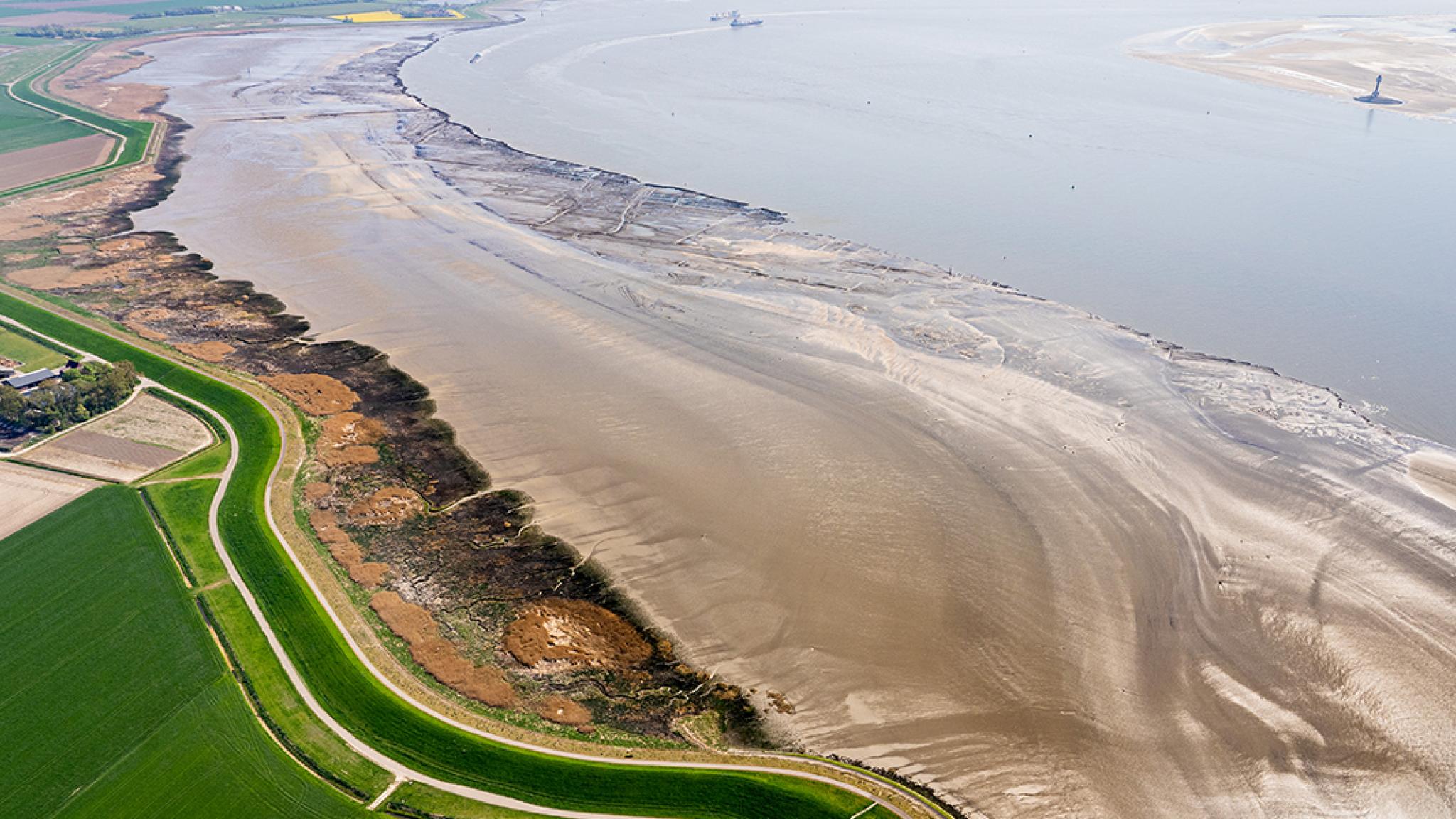 Zoutmoerassen in de Westerschelde, bij Rilland.