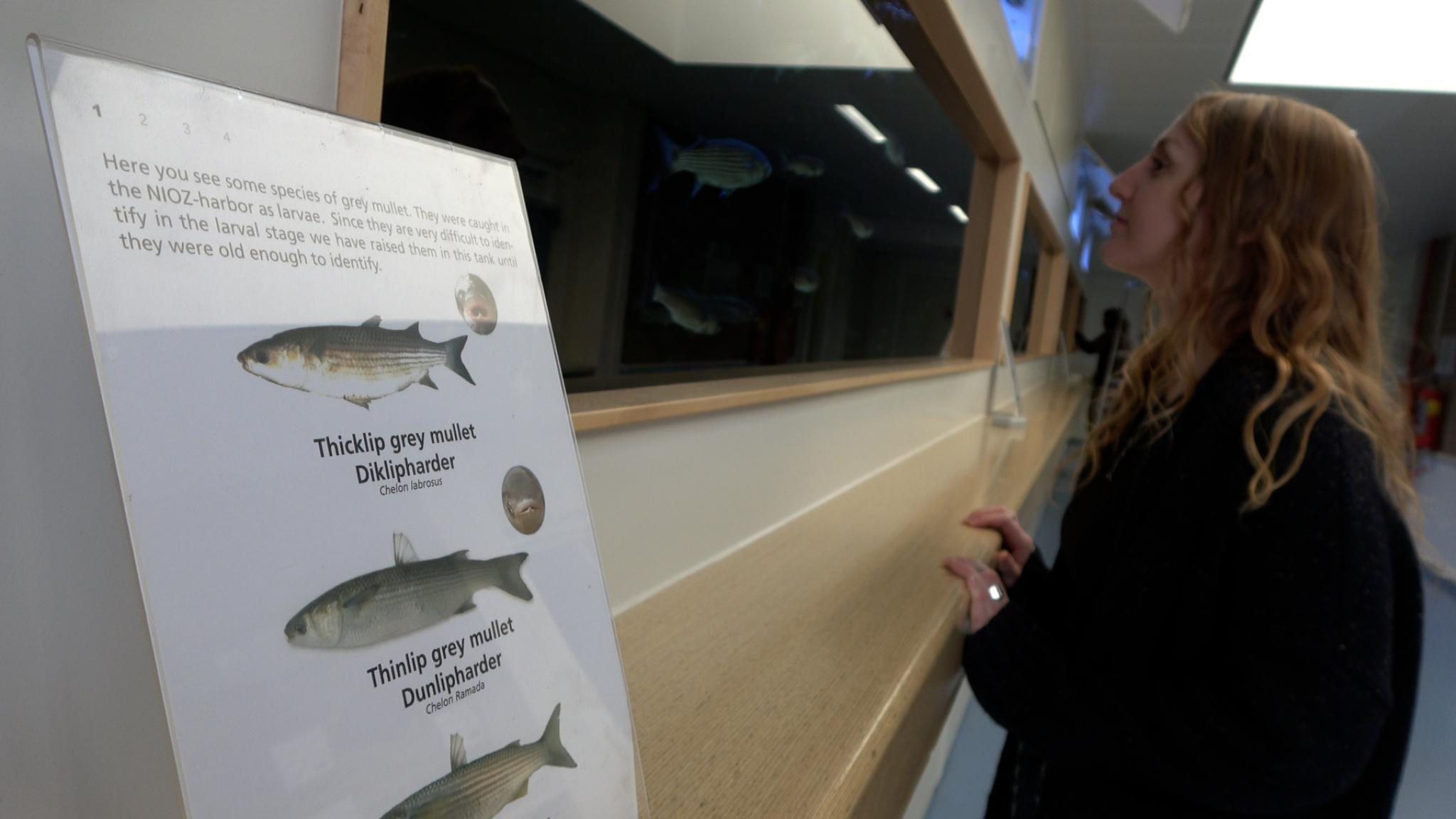 Jena Edwards kijkt naar het NIOZ aquarium 