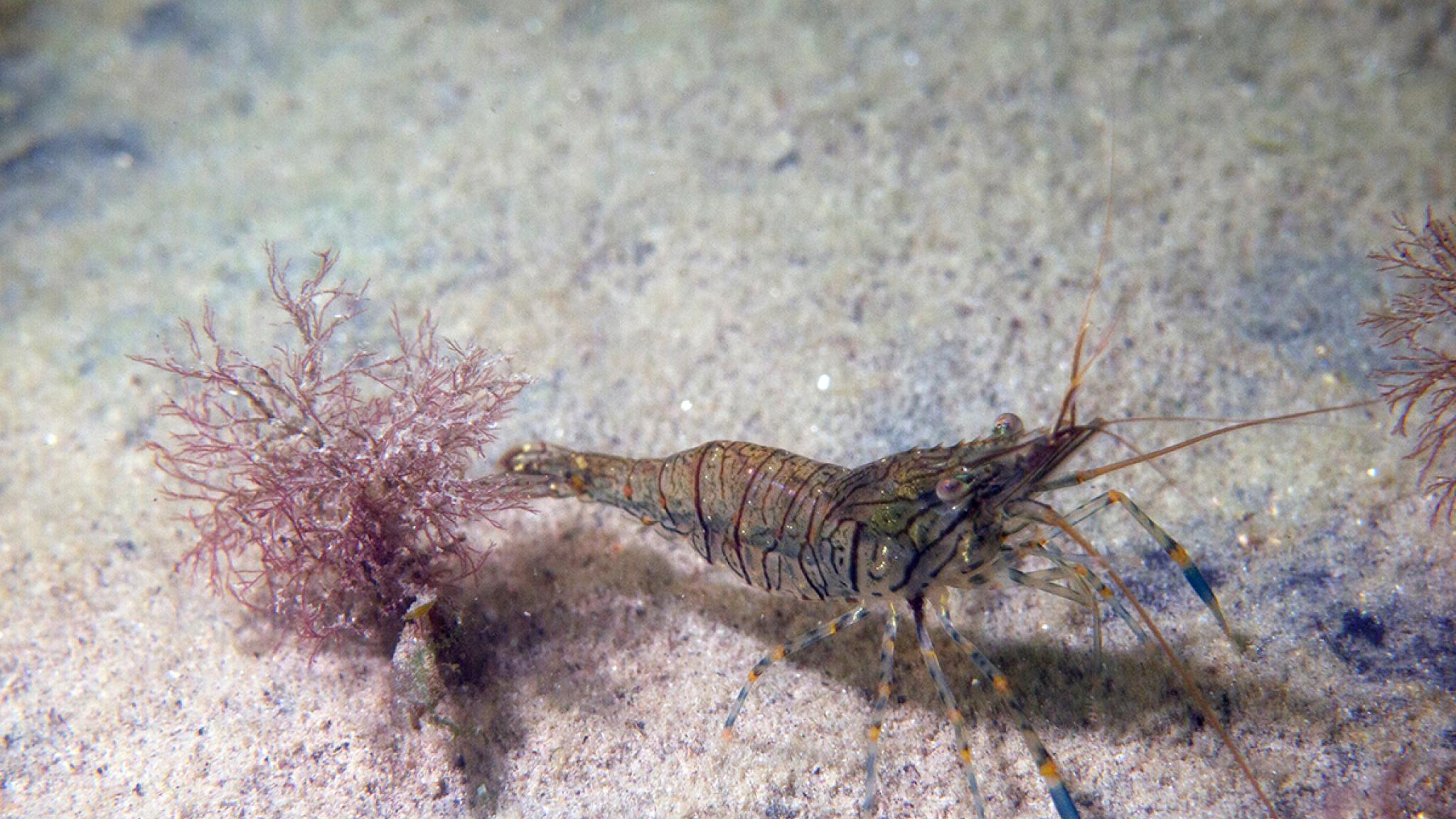 Picture of a shrimp at the bottom of the sea.