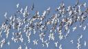 coastal-movement-ecology-bird-movement-3.jpg