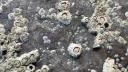 Close-up of barnacles attached to a rock surface in the Wadden Sea. The barnacles appear in clusters, with their ridged white shells tightly packed together