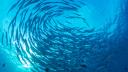 A school of fish swimming in a circle, photographed from below.