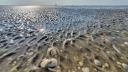 A macro shot of shells and sand ripples on a mudflat of the Wadden Sea. In the background, at the horizon, some people are walking