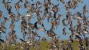 A huge group of birds, red knots, in flight.