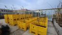 Outdoor scientific experiment with young trees planted in large yellow containers, testing salt stress tolerance in controlled conditions.