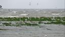 A flooded coastal nesting area on Ameland with many sandwich terns flying above and perched on partially submerged vegetation, while rough waves roll in the background.