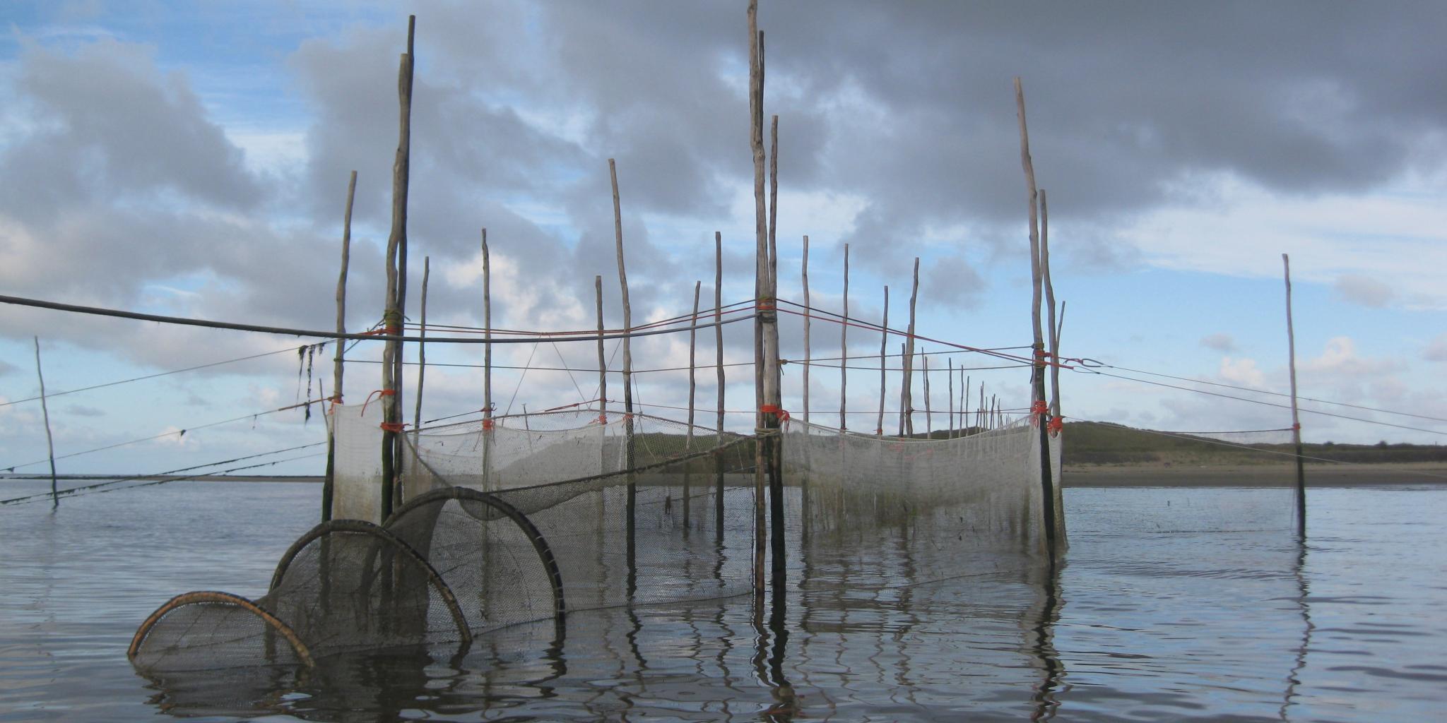 De fuik in de NIOZ-haven. Een netinstallatie die vissen vangt voor later onderzoek.