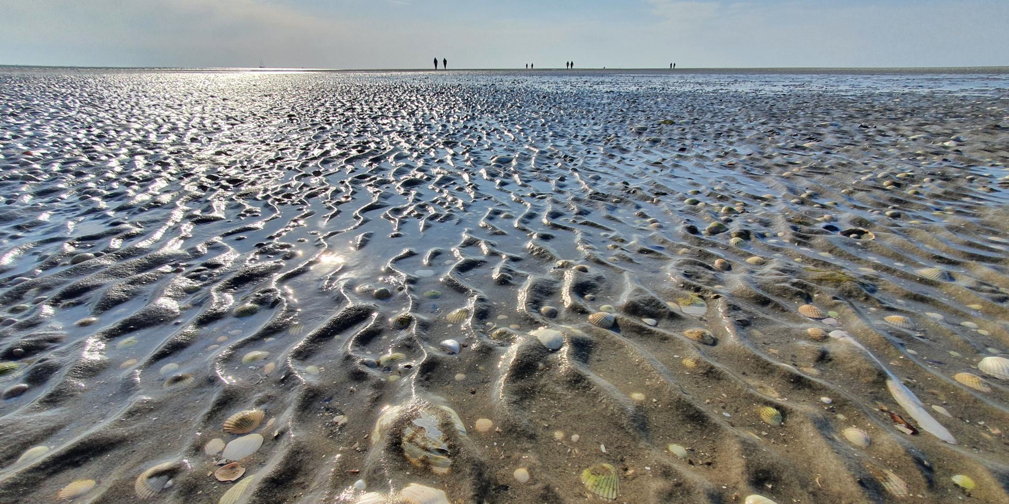 A macro shot of shells and sand ripples on a mudflat of the Wadden Sea. In the background, at the horizon, some people are walking