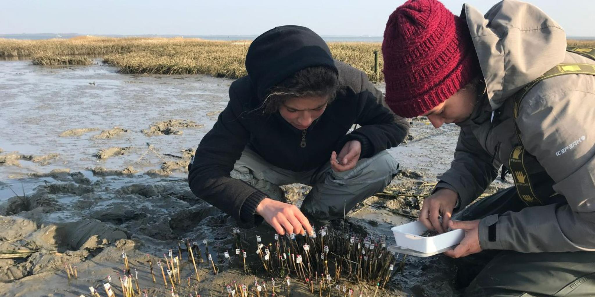 Two people marking the positions of a cordgrass plant to map their coordinates (photo: Valérie Reijers)