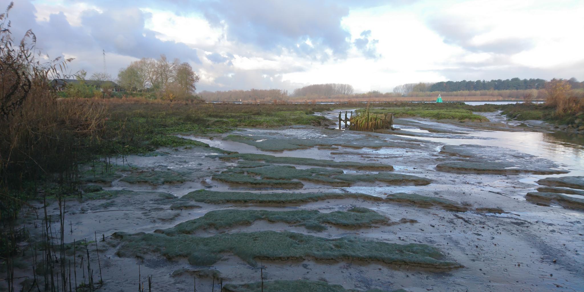 A muddy tidal marsh landscape with green patches of vegetation and small water channels visible at low tide under a cloudy sky.