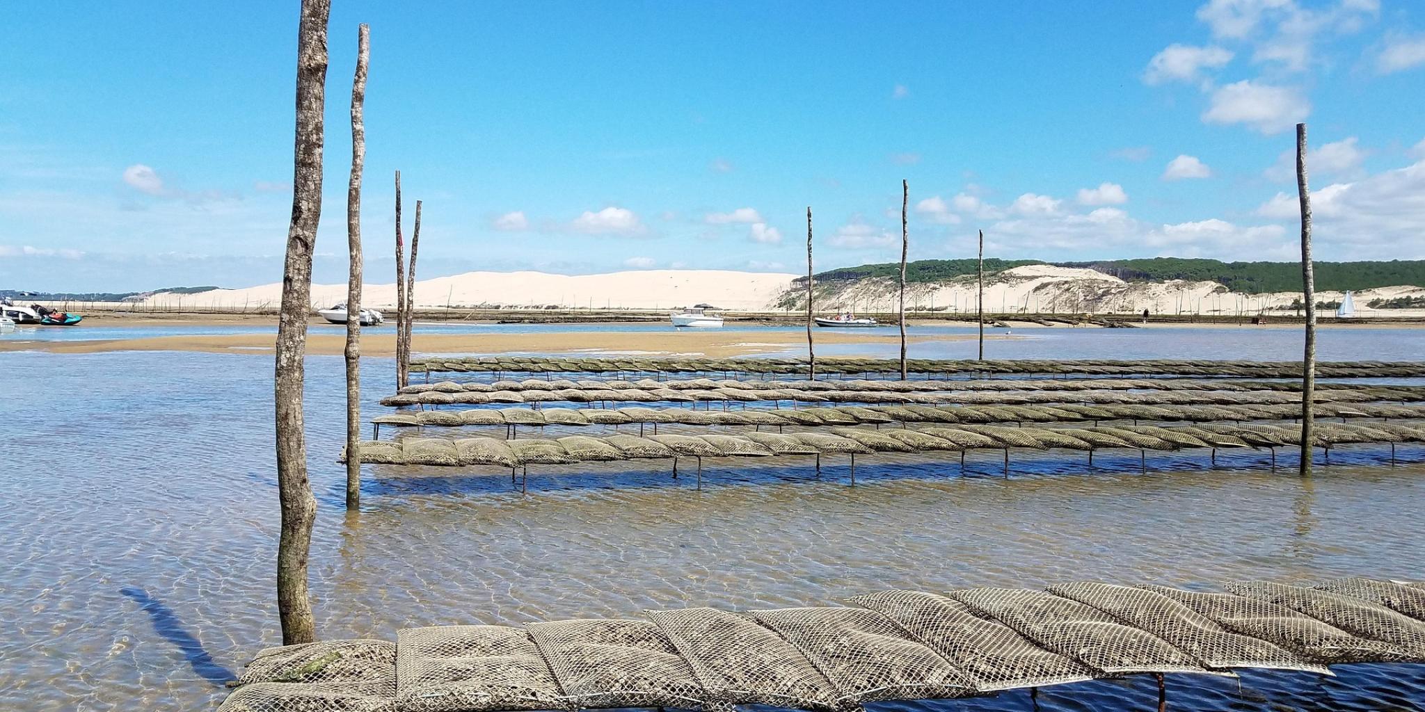 Oyster farming in shallow water