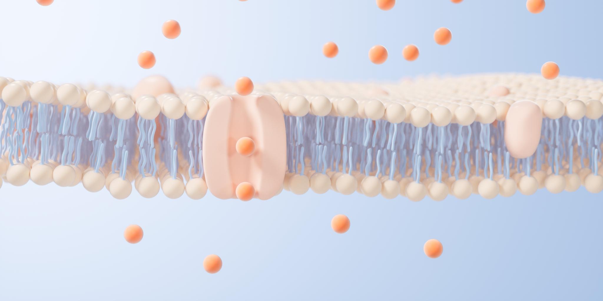 Lipidenmembraan. (foto: Shutterstock)