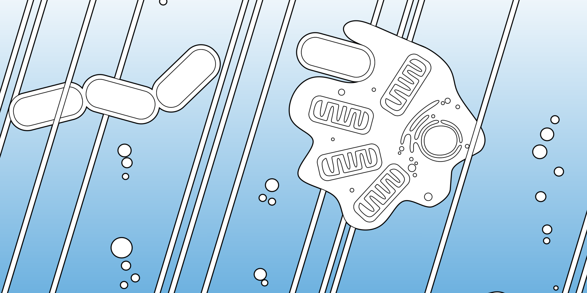 Drawing of simple and complex cells