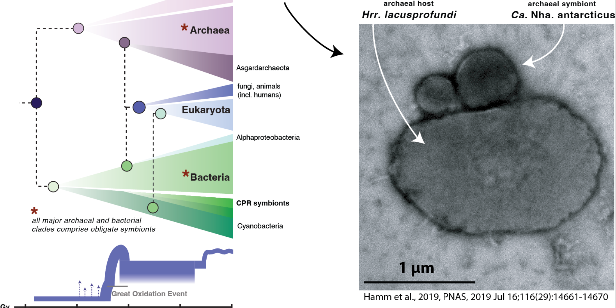 Left: family tree of life, right: microscopic image of unicellular symbionts