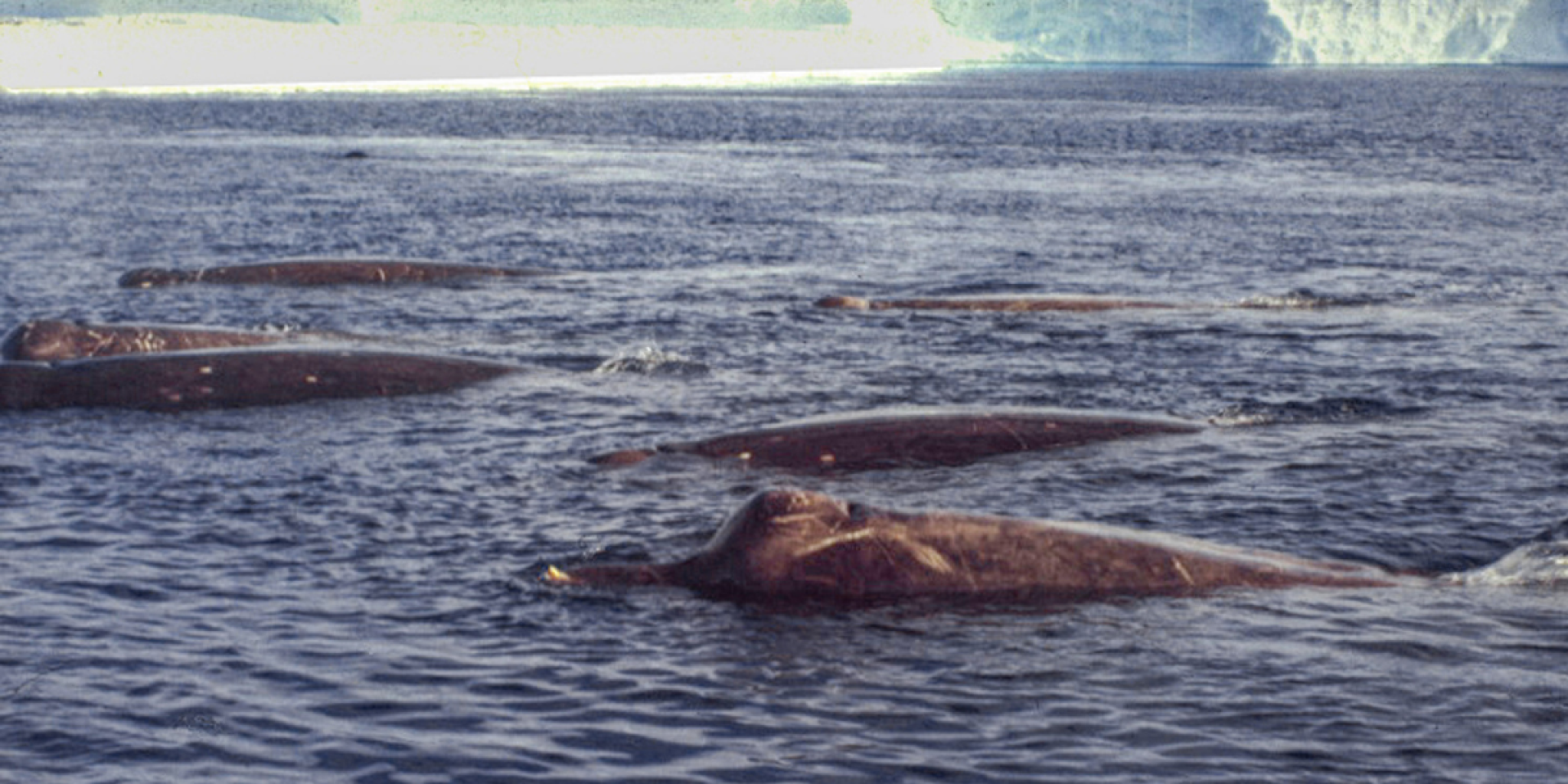 A beautiful photo of Arnoux's beaked whales near the fast ice at Drescher Inlet, Antarctica, taken in 1990 © Joachim Plötz