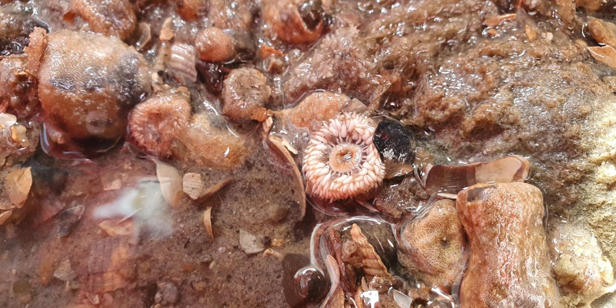 Een close-up van een getijdenpool in de Waddenzee met een verscheidenheid aan kleine mariene organismen op de zeebodem, waaronder incrusterende sponzen, schelpresten en een cirkelvormig, bloemachtig ongewerveld dier, wat de rijke soortenrijkdom van het gebied illustreert.