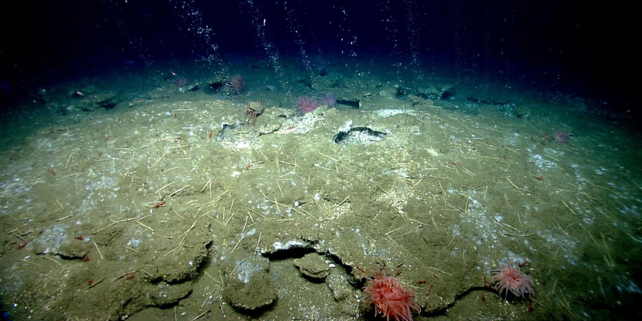 Deep-sea cold seep on the West Atlantic seafloor, with methane bubbles rising from the sediment. Pale microbial mats, scattered tube-like structures, shrimp, and several pink anemones are visible across the soft, cracked seabed under dim blue light.