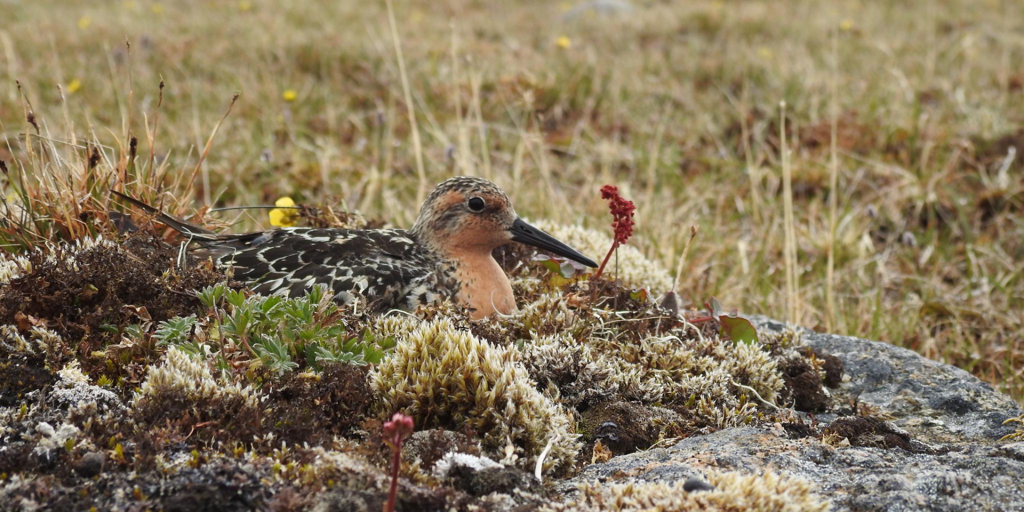 breeding brown bird in camouflage colours breeding on a nest on the tundra