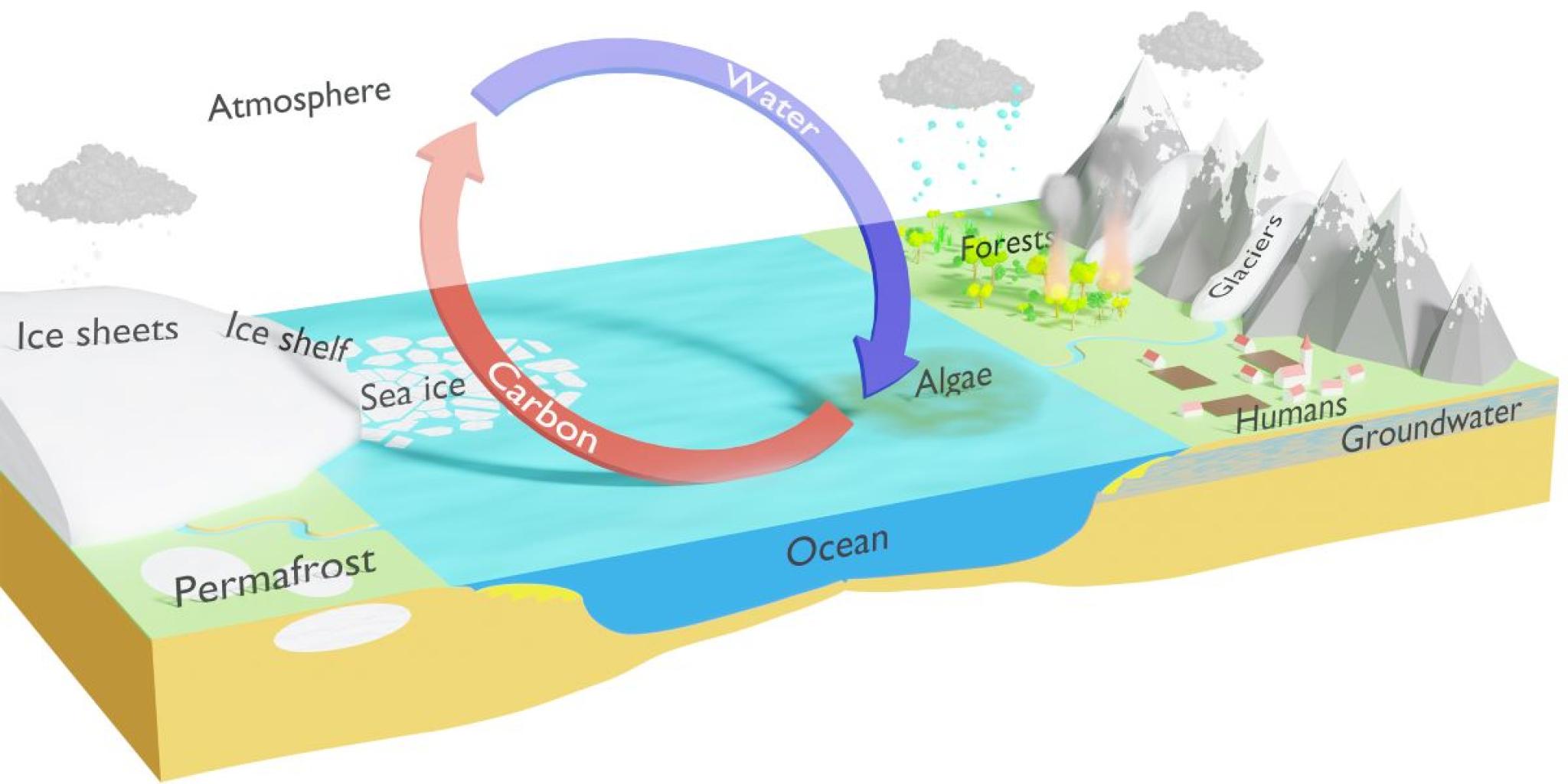Illustrated cross-section of an Earth system showing ice sheets, sea ice, permafrost, ocean, forests, glaciers, humans, and groundwater. A large circular arrow represents the cycling of water (blue arrow) and carbon (red arrow) between the atmosphere, ocean, and land, with algae indicated as a key component in the exchange.