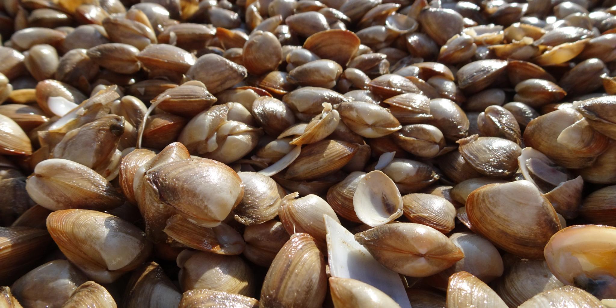 Afgeknotte strandschelp (Spisula subtruncata). (foto: Jetze van Zwol)