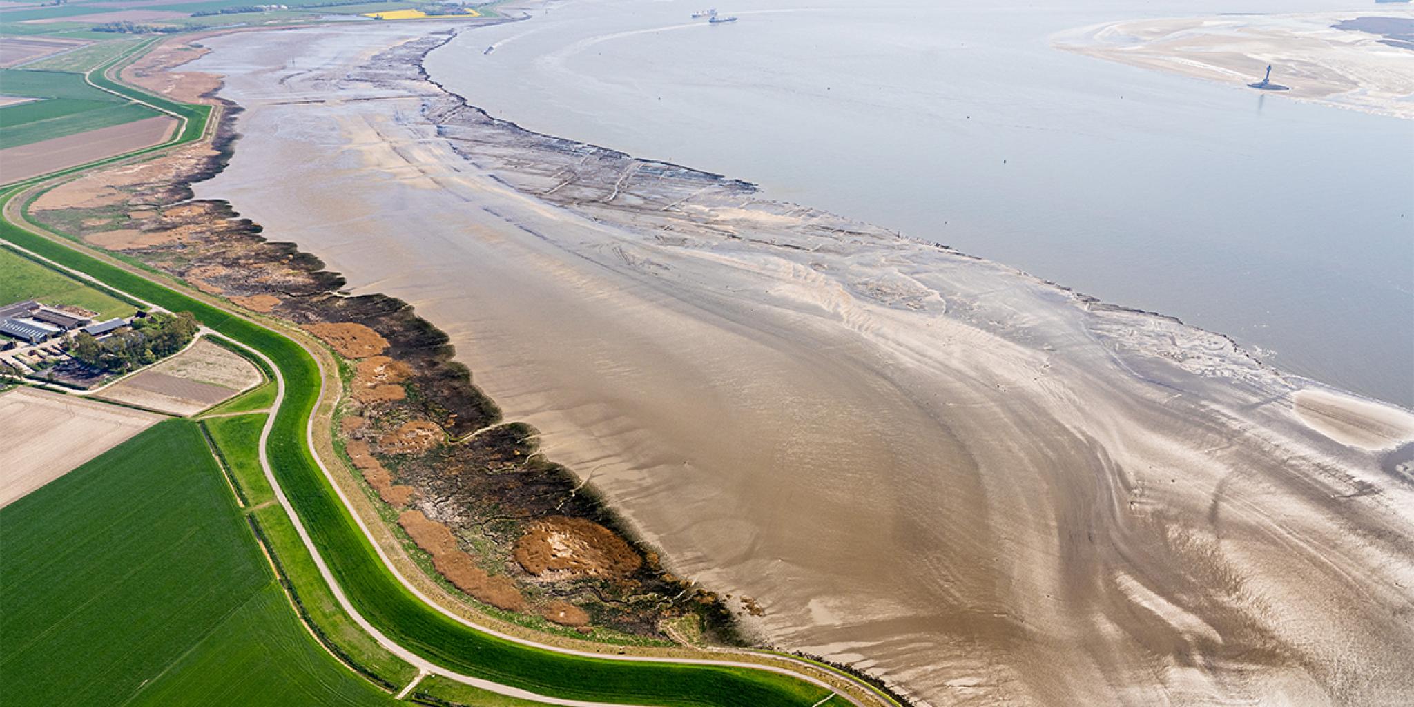 Salt marshes in the Western Scheldt, near Rilland.