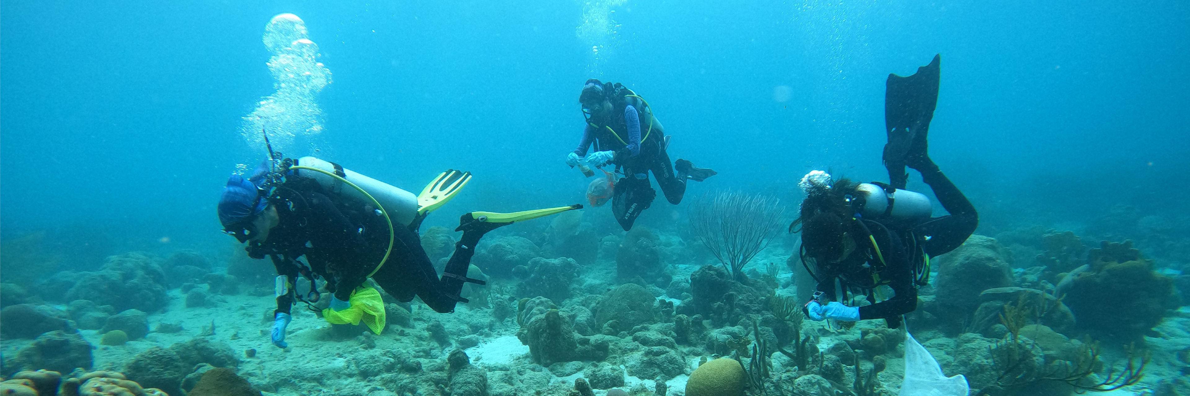 Divers studying the coral reefs